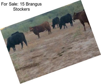 For Sale: 15 Brangus Stockers