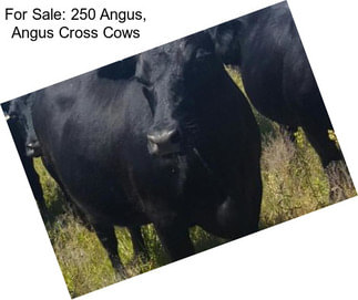 For Sale: 250 Angus, Angus Cross Cows