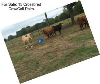 For Sale: 13 Crossbred Cow/Calf Pairs