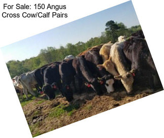 For Sale: 150 Angus Cross Cow/Calf Pairs