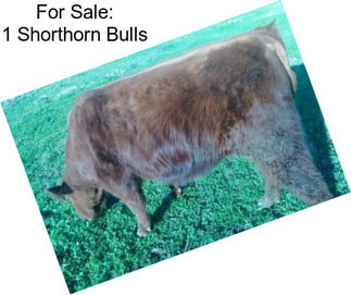 For Sale: 1 Shorthorn Bulls