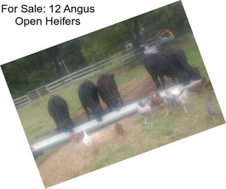 For Sale: 12 Angus Open Heifers