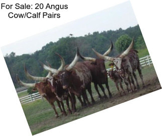 For Sale: 20 Angus Cow/Calf Pairs