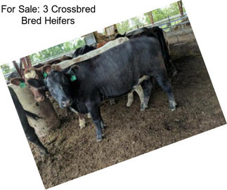 For Sale: 3 Crossbred Bred Heifers