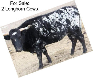 For Sale: 2 Longhorn Cows