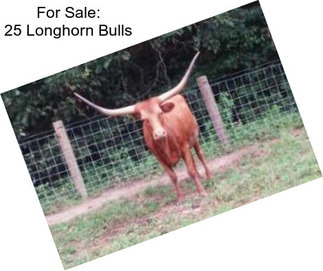 For Sale: 25 Longhorn Bulls