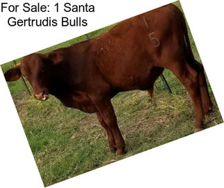 For Sale: 1 Santa Gertrudis Bulls