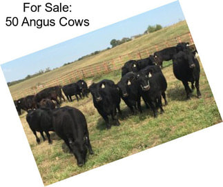 For Sale: 50 Angus Cows