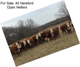 For Sale: 40 Hereford Open Heifers