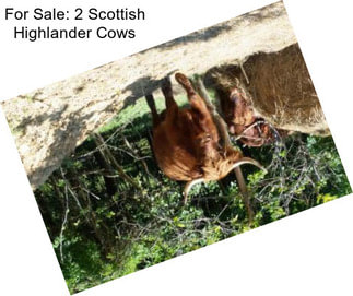 For Sale: 2 Scottish Highlander Cows