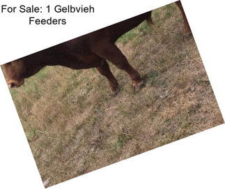 For Sale: 1 Gelbvieh Feeders