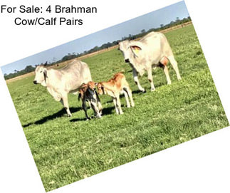For Sale: 4 Brahman Cow/Calf Pairs