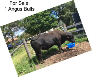 For Sale: 1 Angus Bulls