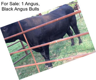 For Sale: 1 Angus, Black Angus Bulls