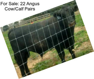 For Sale: 22 Angus Cow/Calf Pairs