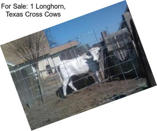 For Sale: 1 Longhorn, Texas Cross Cows