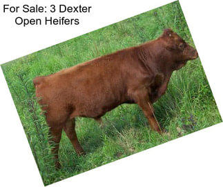 For Sale: 3 Dexter Open Heifers