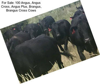 For Sale: 100 Angus, Angus Cross, Angus Plus, Brangus, Brangus Cross Cows