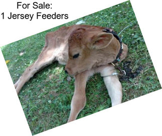 For Sale: 1 Jersey Feeders