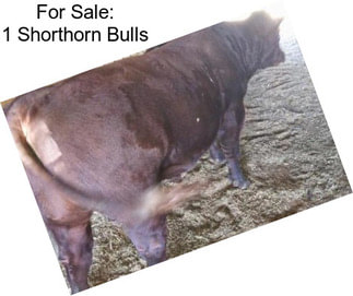 For Sale: 1 Shorthorn Bulls