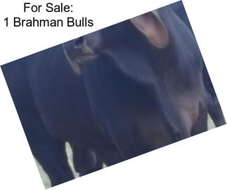 For Sale: 1 Brahman Bulls