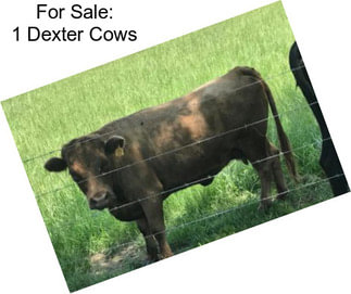 For Sale: 1 Dexter Cows