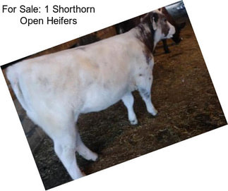 For Sale: 1 Shorthorn Open Heifers