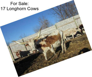For Sale: 17 Longhorn Cows