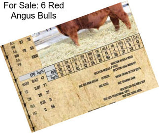 For Sale: 6 Red Angus Bulls