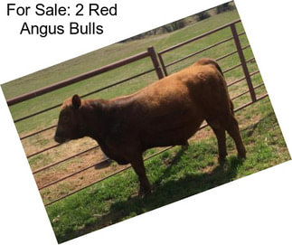 For Sale: 2 Red Angus Bulls