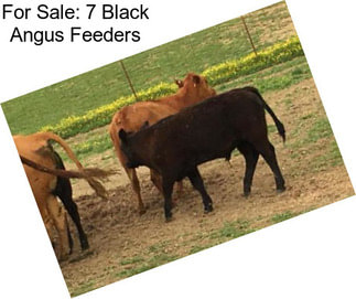 For Sale: 7 Black Angus Feeders