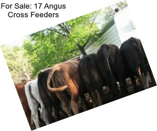 For Sale: 17 Angus Cross Feeders