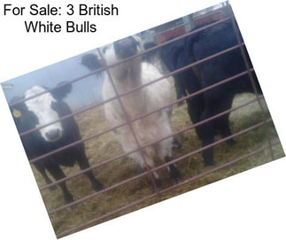 For Sale: 3 British White Bulls