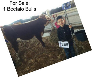 For Sale: 1 Beefalo Bulls