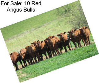 For Sale: 10 Red Angus Bulls