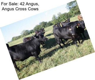 For Sale: 42 Angus, Angus Cross Cows