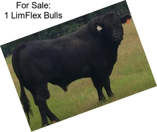 For Sale: 1 LimFlex Bulls