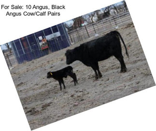 For Sale: 10 Angus, Black Angus Cow/Calf Pairs