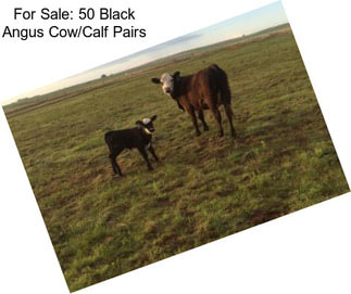 For Sale: 50 Black Angus Cow/Calf Pairs