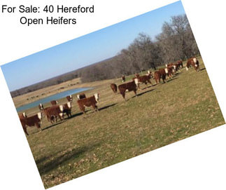 For Sale: 40 Hereford Open Heifers