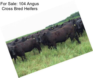 For Sale: 104 Angus Cross Bred Heifers