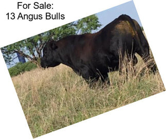 For Sale: 13 Angus Bulls