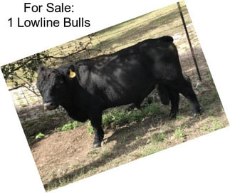 For Sale: 1 Lowline Bulls