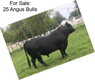 For Sale: 25 Angus Bulls