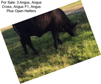 For Sale: 3 Angus, Angus Cross, Angus F1, Angus Plus Open Heifers