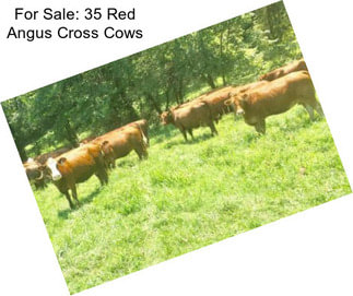 For Sale: 35 Red Angus Cross Cows