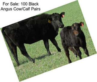 For Sale: 100 Black Angus Cow/Calf Pairs