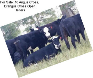 For Sale: 10 Angus Cross, Brangus Cross Open Heifers