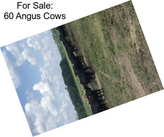For Sale: 60 Angus Cows