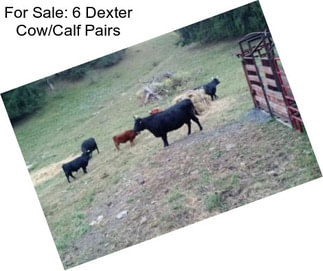 For Sale: 6 Dexter Cow/Calf Pairs